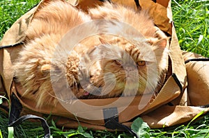 Two cats in bag