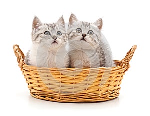 Two cats in a basket.
