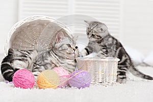 Two cats in a basket with balls of yarn