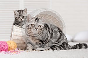 Two cats in a basket with balls of yarn