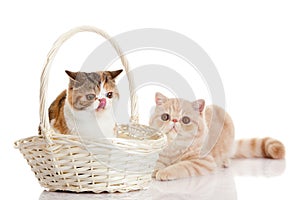 Two cats with basket isolated on white background funny pet with big eyes