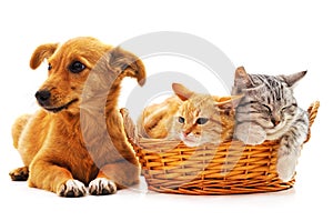Two cats in a basket and one dog