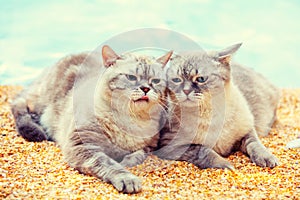 Two cats on the beach