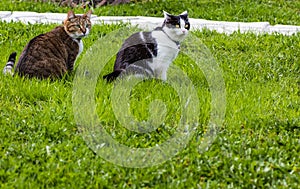Two cats black-white and tabby sit together on a green grass