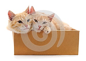 Two cats in a box