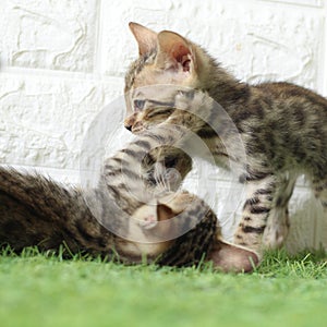 Two cats, brothers, one brown and one black, greet each other in the grass