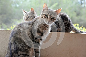 Two cats brothers on terrace