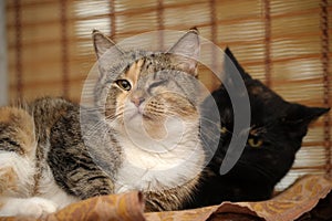 Two cats caged together