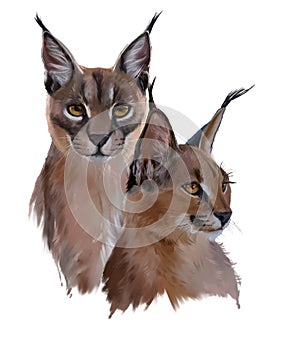 Two cats Caracal photo