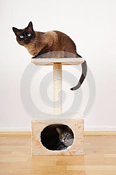 Two cats on cat tower