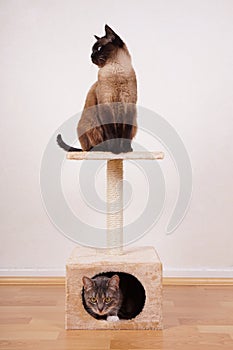 Two cats on cat tree