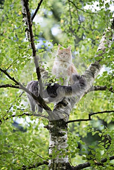 Two cats climbing on tree together