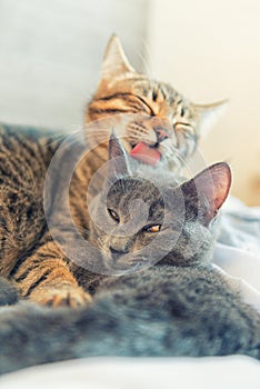Two cats cuddle themselves