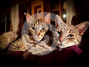 Two cats cuddling hugging Tabby cat Grey Cozy at home