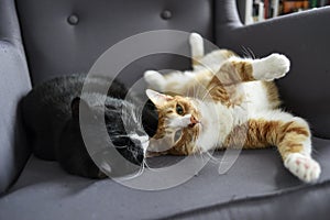 Two cats cuddling together on a chair at home