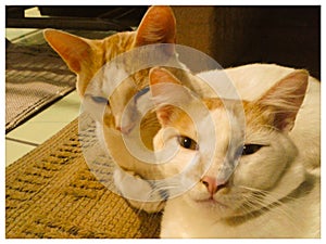 Two cats domestic looking