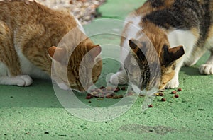 Two cats eating catfood on the green asphalt