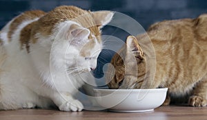 Two cats eating dinner out of a shared bowl.