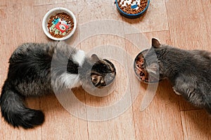 Two cats eating food on the kitchen