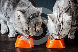 Two cats eating food