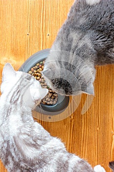 Two cats eating food from pet bawl in shape of heart