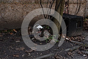 Two cats are eating outside