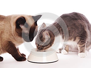 Two cats eating from same feeding bowl