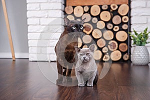 Two cats, father and son cat brown, chocolate brown and grey kitten with big green eyes on the wooden floor on dark background whi