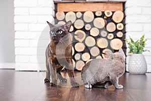 Two cats, father and son cat brown, chocolate brown and grey kitten with big green eyes on the wooden floor on dark background whi