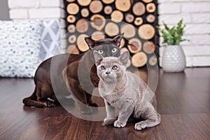 Two cats, father and son cat brown, chocolate brown and grey kitten with big green eyes on the wooden floor on dark background whi