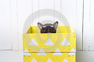 Two cats, father and son cat brown, chocolate brown and grey kitten with big green eyes on the wooden floor on dark background whi