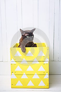 Two cats, father and son cat brown, chocolate brown and grey kitten with big green eyes on the wooden floor on dark background whi