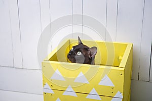 Two cats, father and son cat brown, chocolate brown and grey kitten with big green eyes on the wooden floor on dark background whi