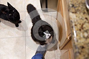 Two cats at feeding time one with paw on owner's foot