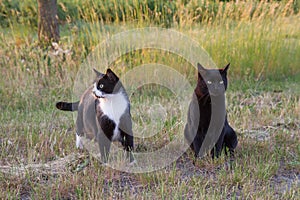 Two cats in a field