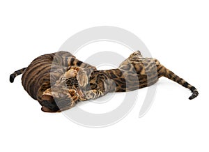 Two cats fight and bite each other. Isolated on white background