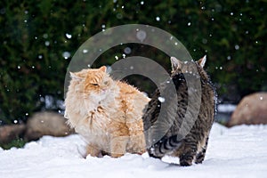 Two cats fighting