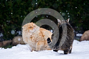 Two cats fighting