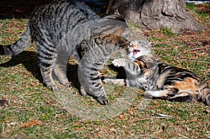 Two cats fighting in the garden