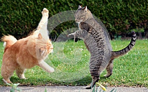 Dos gatos lucha sobre el jardín 