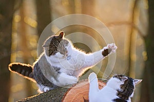 Two cats fighting or playing, animal behavior and relationship