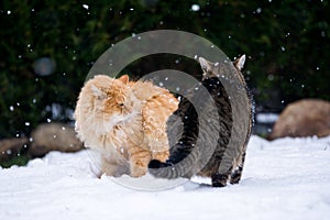 Two cats fighting