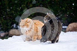 Two cats fighting