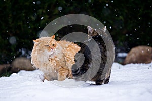 Two cats fighting