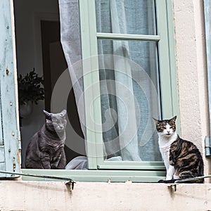 Two cats framed by a  window sill looking out