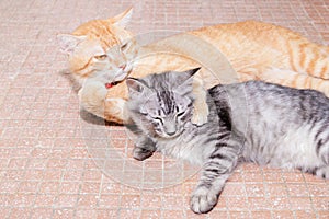 Two cats friendship orange and grey on the floor