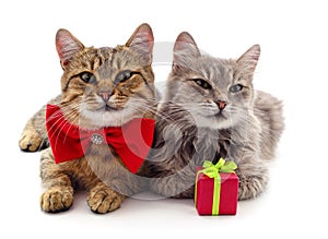Two cats with gift and butterfly