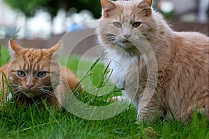 Two cats ginger and cream photo