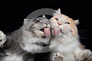 Two cats on glass bottom view licking