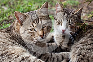 Two cats on the grass